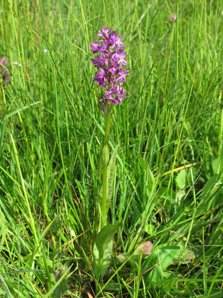 Dactylorhiza majalis